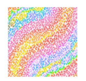 Rainbow Leopard